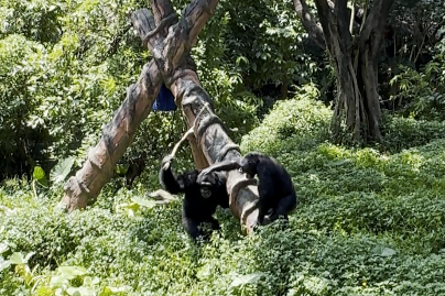 互联网股票配资 广东长隆“暴躁猩猩”持竿打鸟，另一只猩猩“劝架”未果，最新回应→
